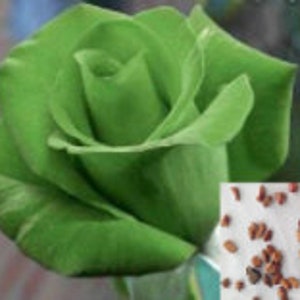 Rara planta de árbol de flores de ROSA VERDE - (2, 10 o 20 SEMILLAS) - Descuento de envío combinado (Pague el envío solo para el primer artículo) Vendedor de EE. UU.