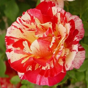 Gipsy Lantern Rose Seeds, Fragrant Flower Plant , Indoor and outdoor Growing plant