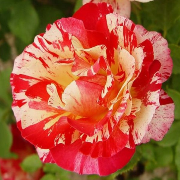 RARE Gipsy Lantern fragrant Rose flower plant tree ( 3  10 or 20 seeds )-Combined shipping ( Pay shipping just for the first item)USA SELLER