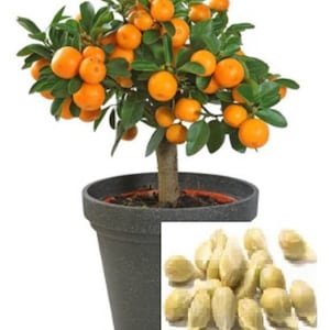 RARE Calamansi Kalamansi Calamondin ORANGE Citrus-Great for growing Indoors (2 ,5, 10 SEEDS)Very Juicy fruit tree plant-Fresh from Usa Farm