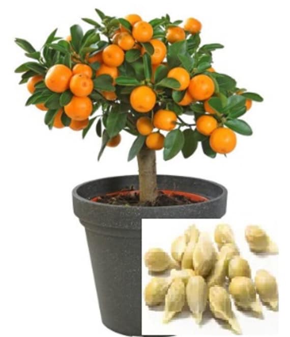 photos of money trees Money Tree