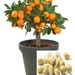 see more listings in the Fruits  section