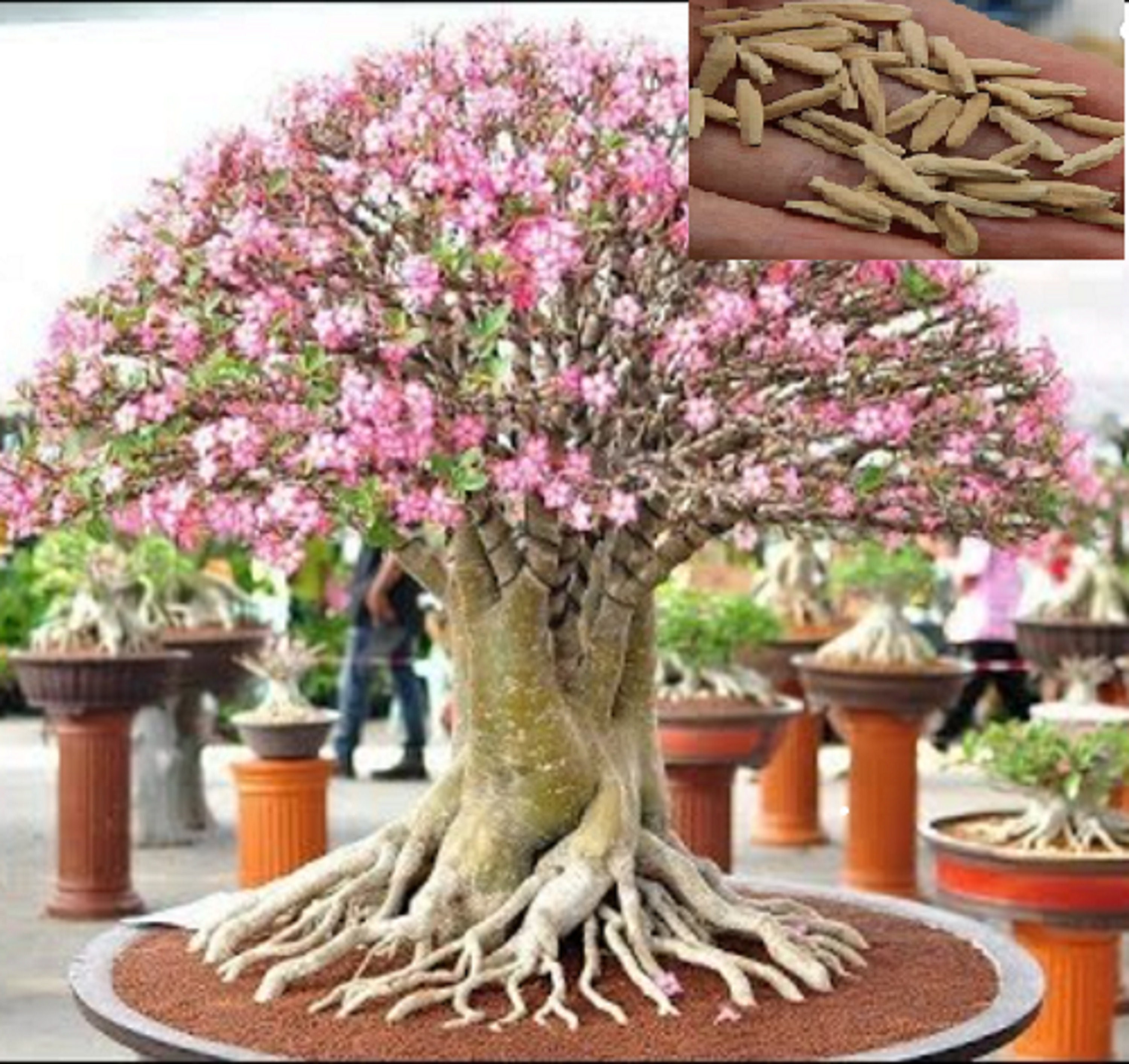 RARE COLIBYOU Desert Rose Bonsai (adenium Obesum )2,5 or 10. SEEDS  (shipping Discount (pay Shipping Only for the First Item) Usa Seller - Etsy