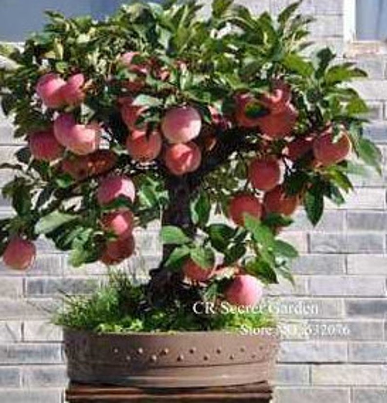 Rareno Plant SEMI DWARF Gala Apple Tree 2 5 or 10nseeds Etsy