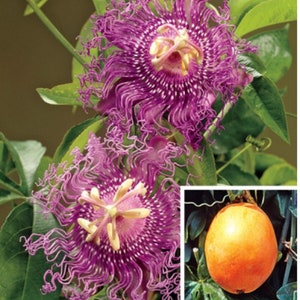 RARE Maypop passion Flower SEEDS- Edible fruit ( 3, 6 or 10 Seeds -Combined shipping (Pay just for the first item) Grow In Or Out -Usa