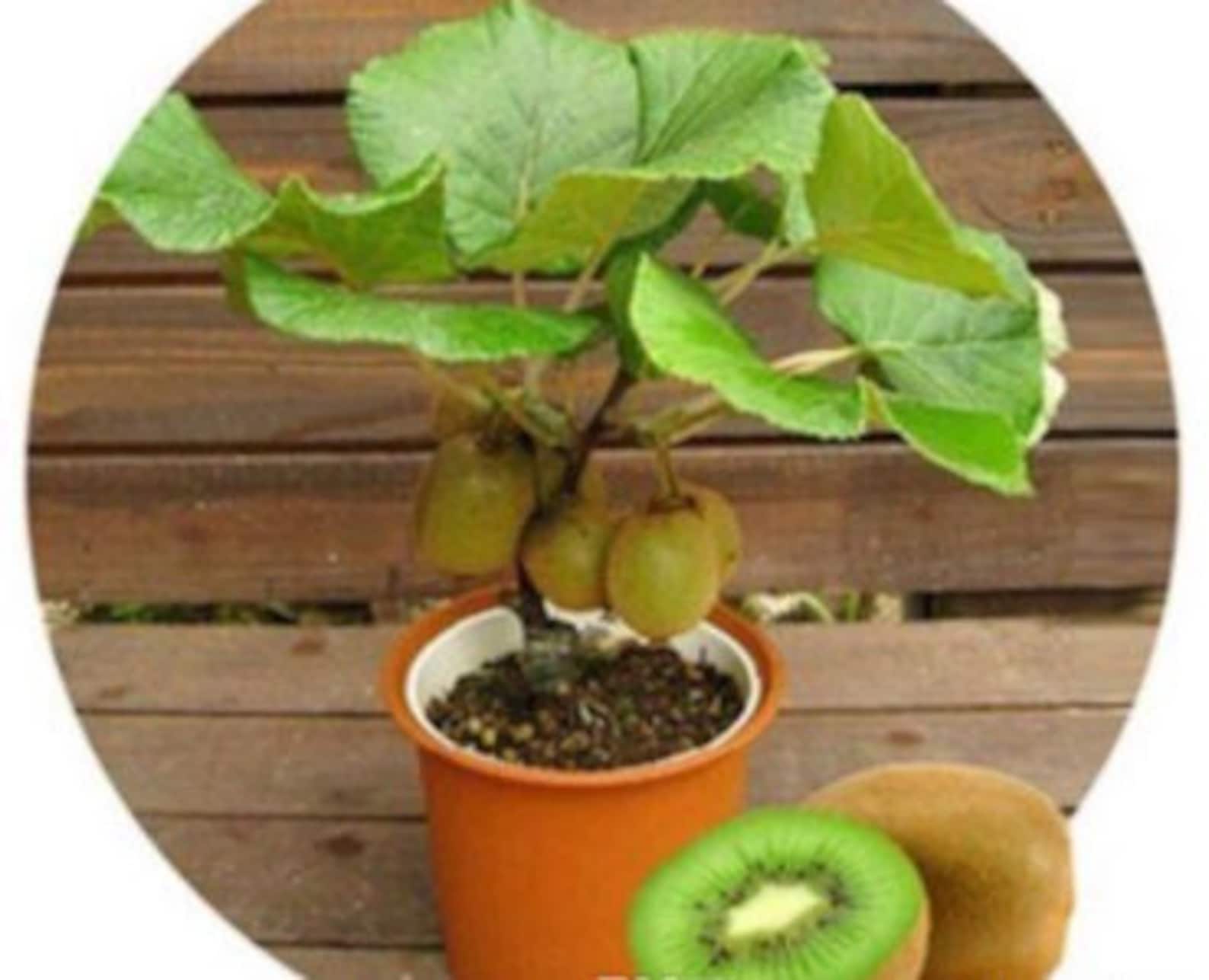 RARE 20 no plant Fresh DWARF KIWI tree Seeds Combined Etsy