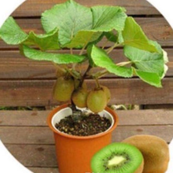 Rare DWARF bonsai KIWI tree (5,30 ,60 0r 120 SEEDS )Combined shipping Discount (Pay shipping just for the first item) Grow Indoor Or Out )Us