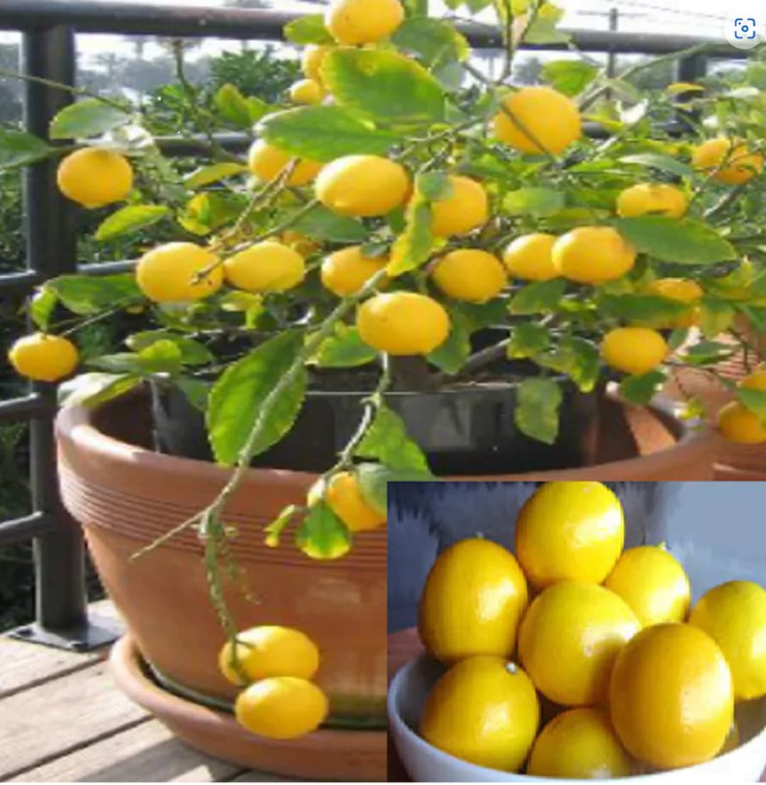 RARE Dwarf Meyer LEMON Treegrow Indoors in a Pot 3.5 or 10 SEEDS very