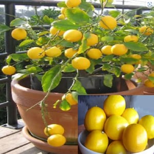 RARE Dwarf Meyer LEMON Tree-Grow indoors in a Pot (3.5 or 10 SEEDS) -Very Juicy fruit (Fresh harvested in our Us Farm) Ships fast next day/N