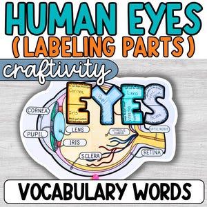 Human Eye Labeling Project, Parts of the Eye Diagram Activity, Craftivity, Middle School, Science Classroom, Plant Cell Anatomy, 6th grade