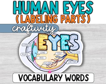Human Eye Labeling Project, Parts of the Eye Diagram Activity, Craftivity, Middle School, Science Classroom, Plant Cell Anatomy, 6th grade