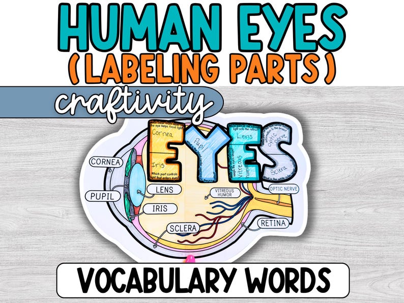 Human Eye Labeling Project, Parts of the Eye Diagram Activity ...
