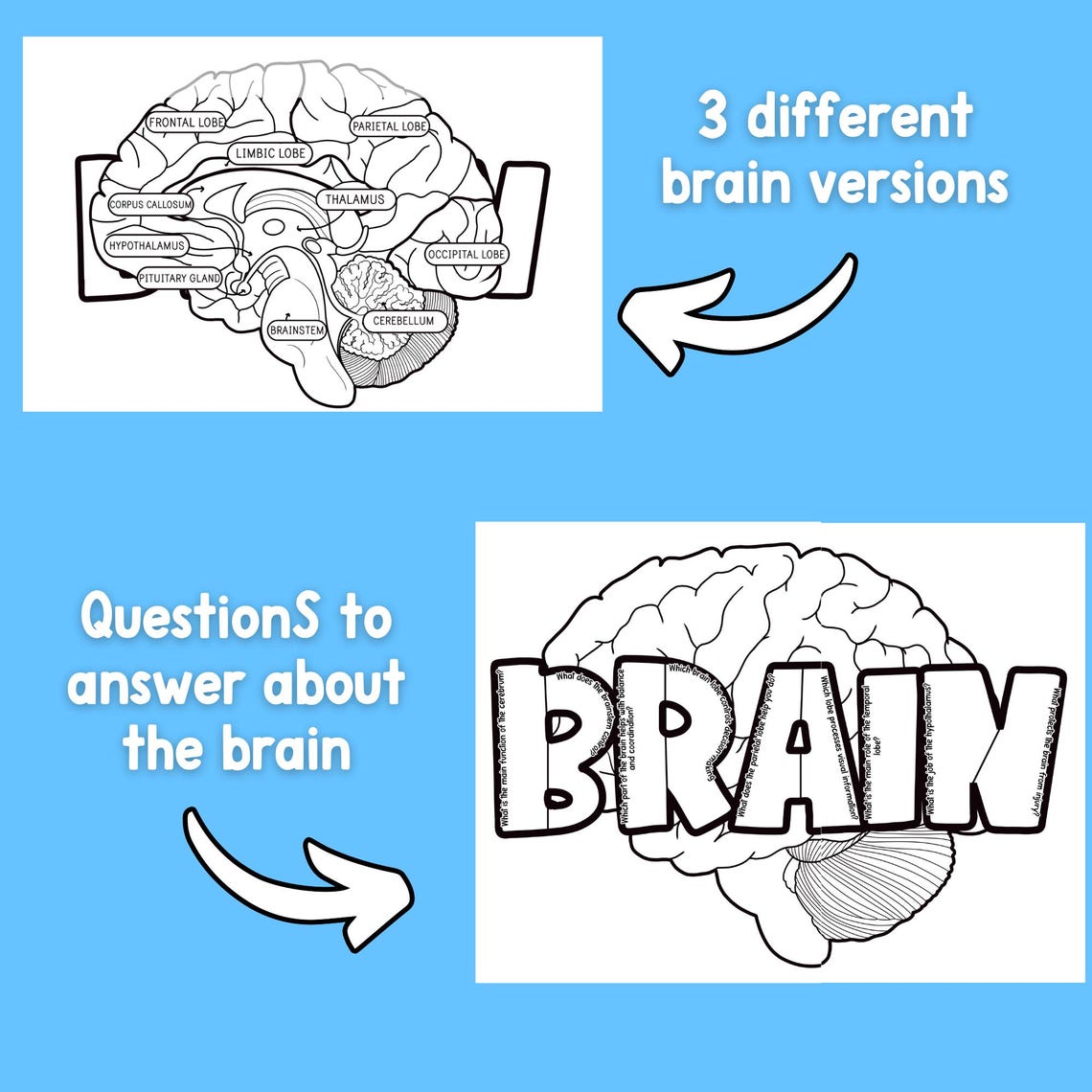 Human Brain Labeling Project, Parts of the Brain Diagram Activity ...