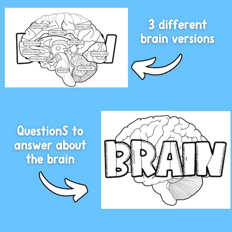 Human Brain Labeling Project, Parts of the Brain Diagram Activity ...