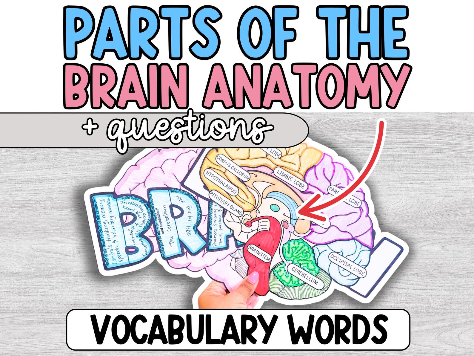 Human Brain Labeling Project, Parts of the Brain Diagram Activity ...