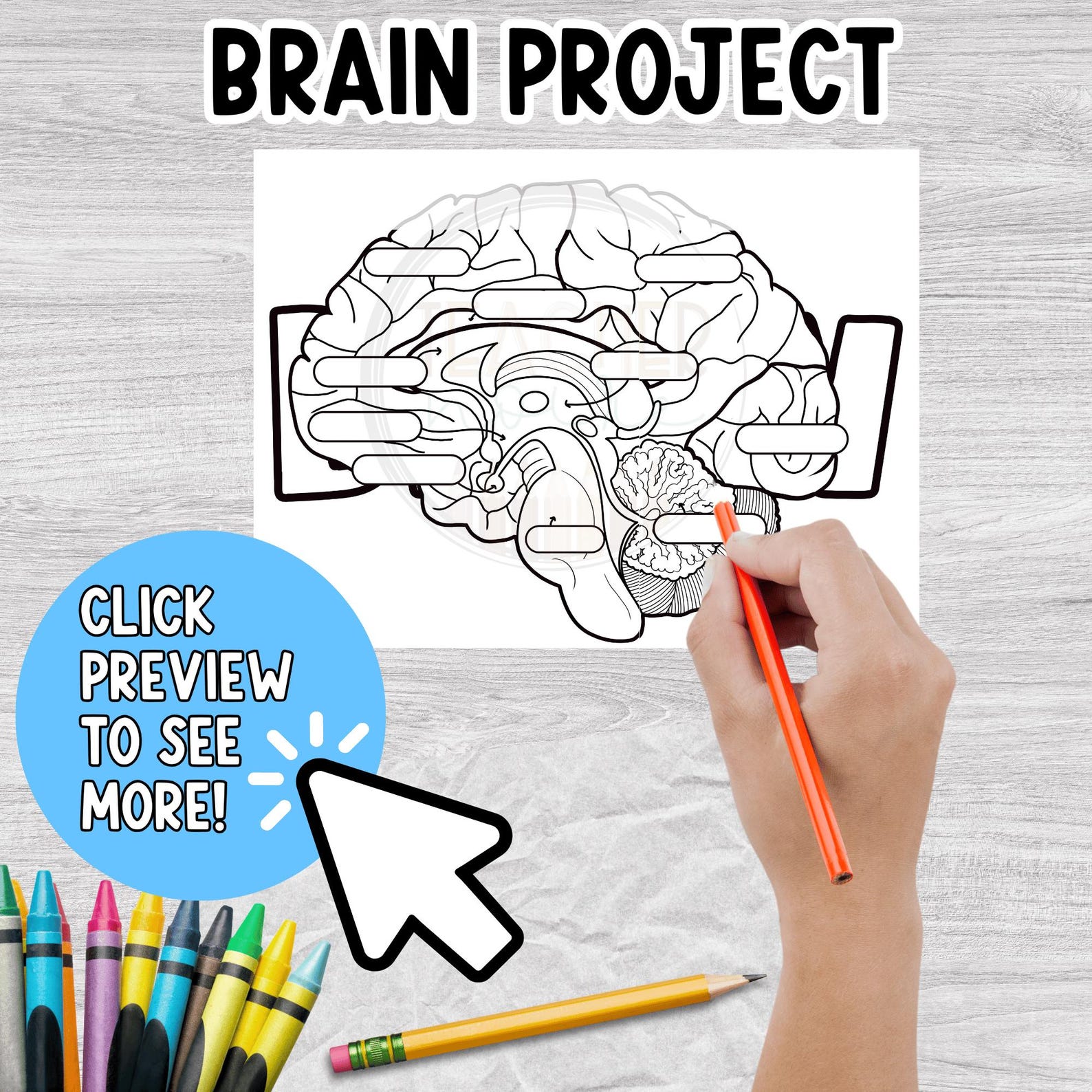 Human Brain Labeling Project, Parts of the Brain Diagram Activity ...
