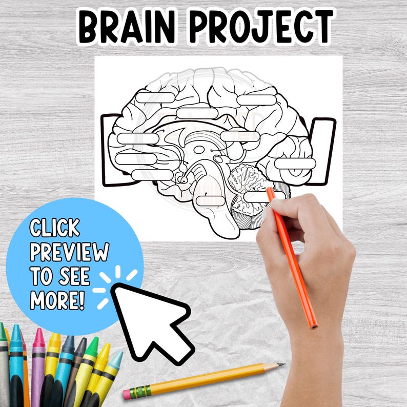 Human Brain Labeling Project, Parts of the Brain Diagram Activity ...