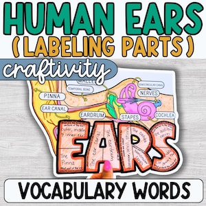 Parts of the Ear Diagram, Anatomy of Ear, Senses, Labeling Parts, Coloring Page,Middle School, Science Classroom, Anatomy 4th grade