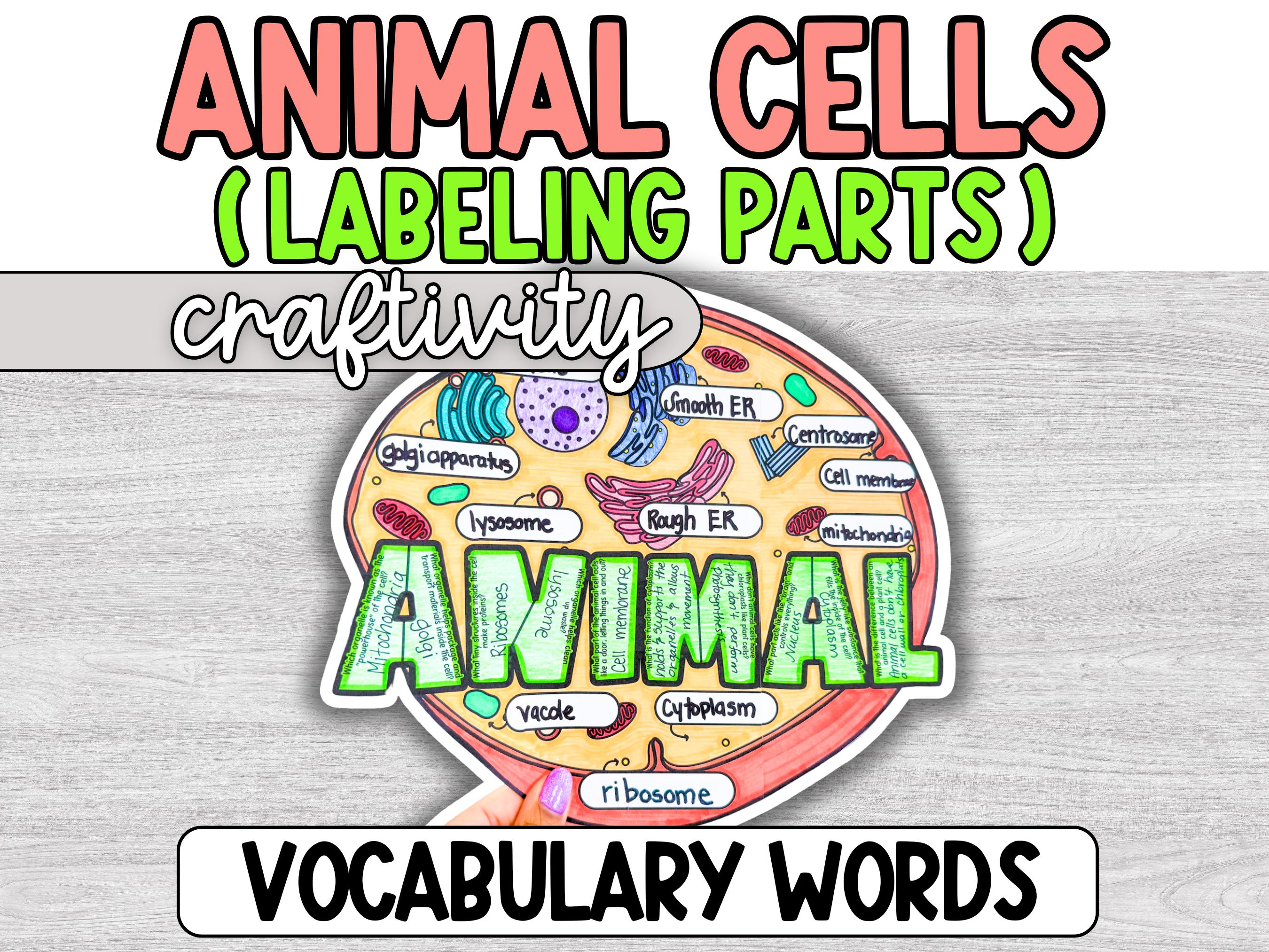 Animal Cell Labeling Project, Coloring Page, Diagram Activity ...