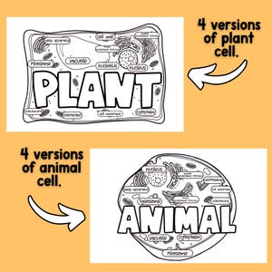 Plant and Animal Cell Labeling Project, Coloring Page, Diagram Activity ...