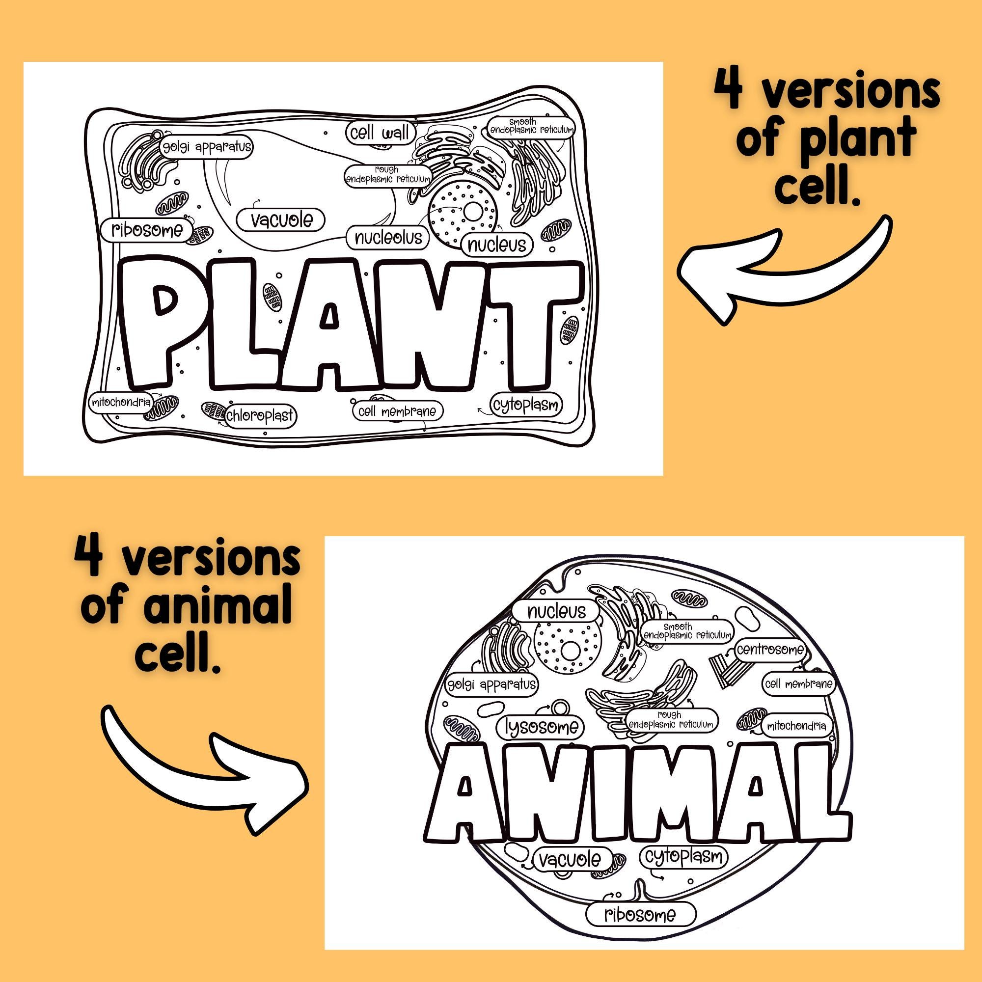 Plant and Animal Cell Labeling Project, Coloring Page, Diagram Activity ...