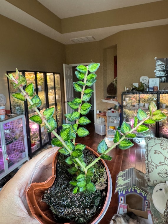 Hoya Chinghungensis Varigated 3 Nodes UNROOTED Cuttings - Etsy