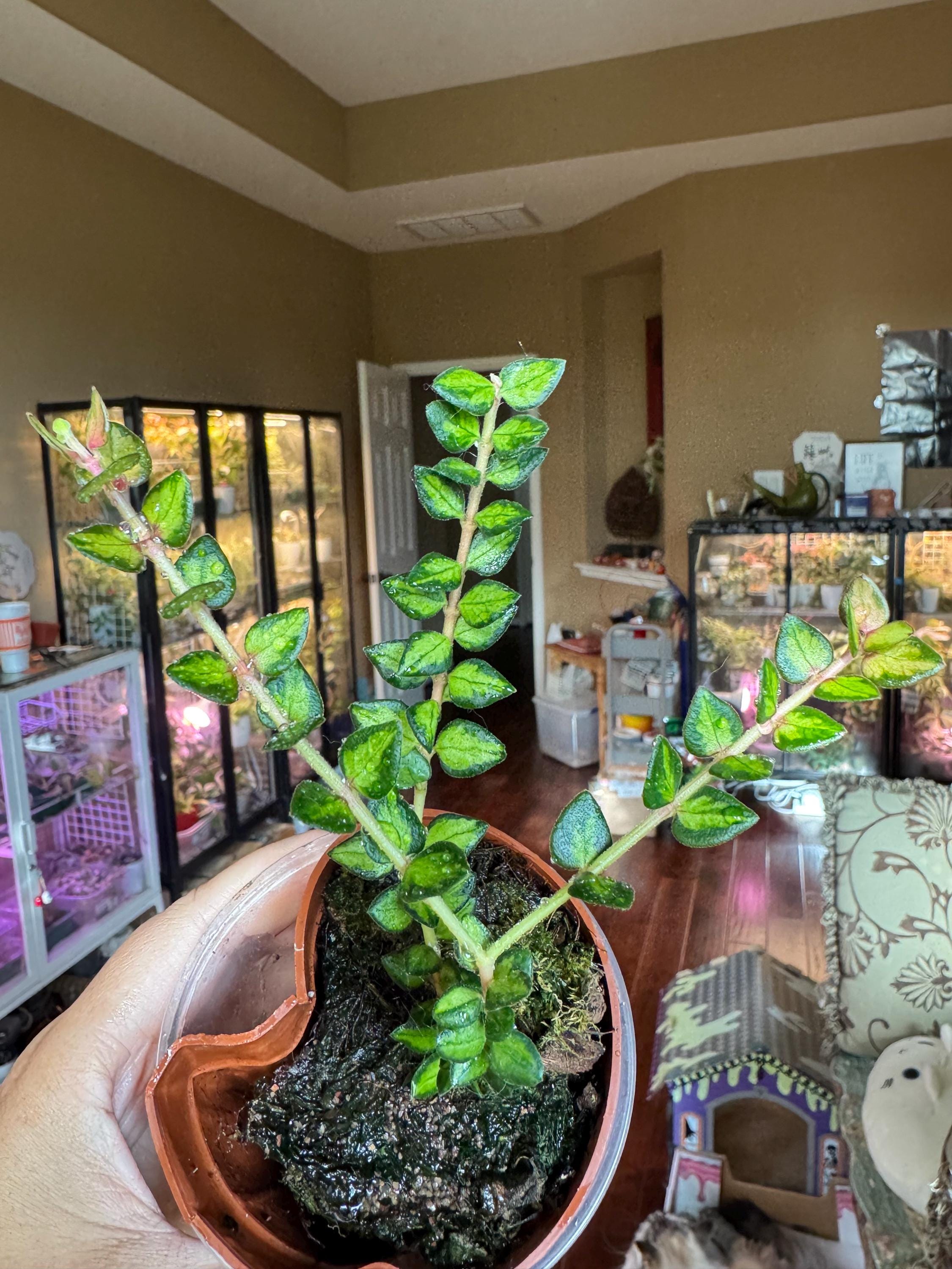 Hoya Chinghungensis Varigated 3 Nodes UNROOTED Cuttings - Etsy