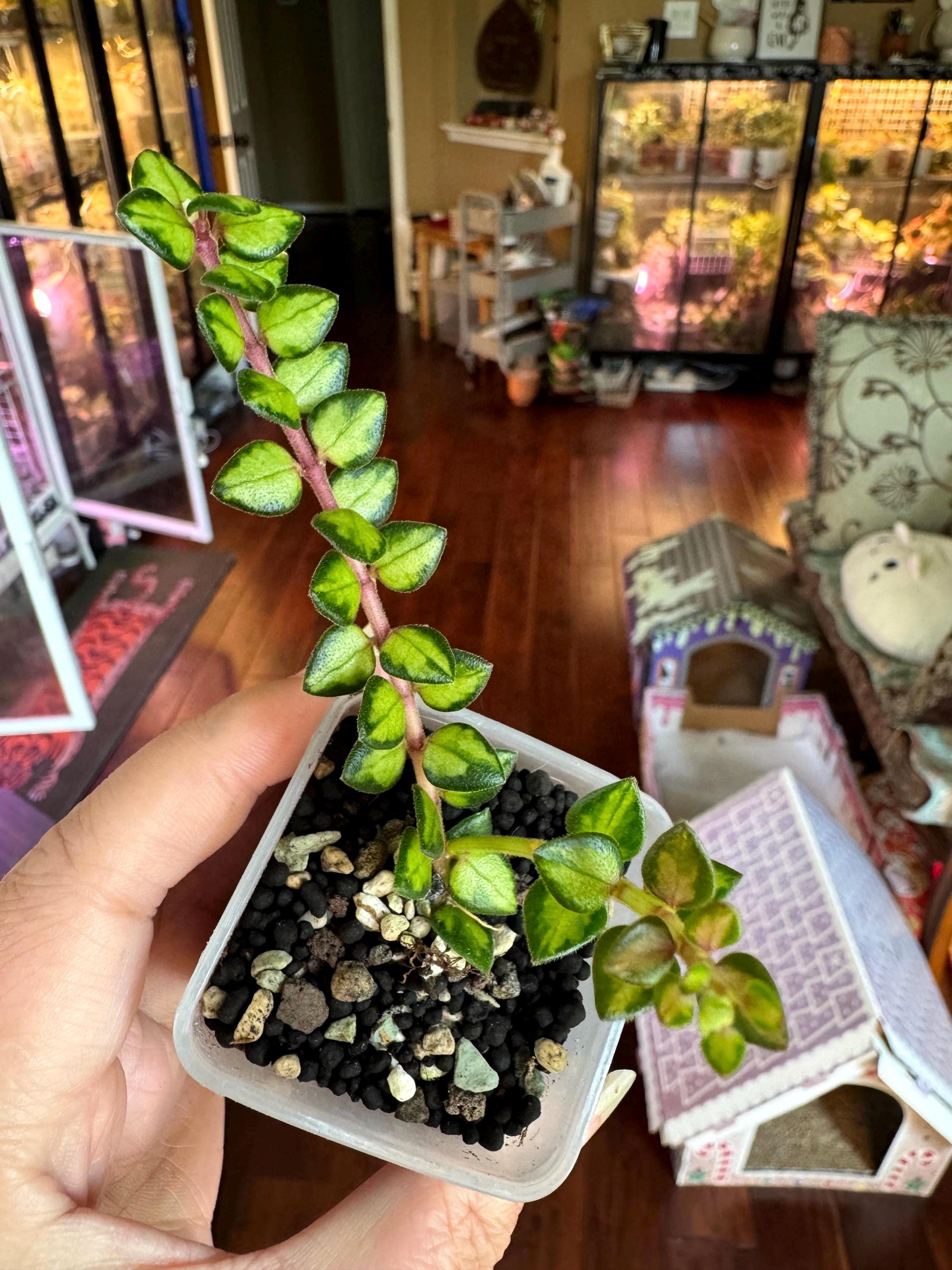 Hoya Chinghungensis Variegated 大きめサイズ Hoya Chinghungensis Variegated 大きめサイズ Hoya Chinghungensis