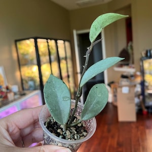 Hoya Carnosa Wilbur Graves Silver