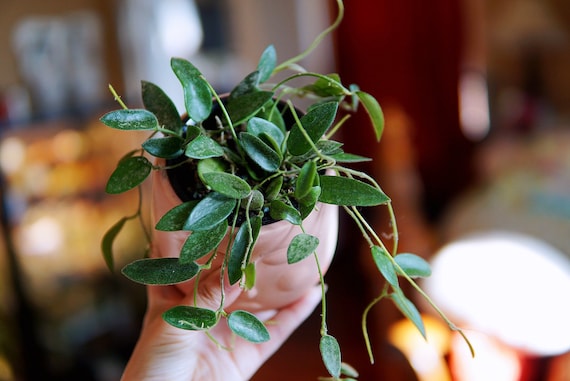 Hoya Thomsonii Splash UNROOTED cutting