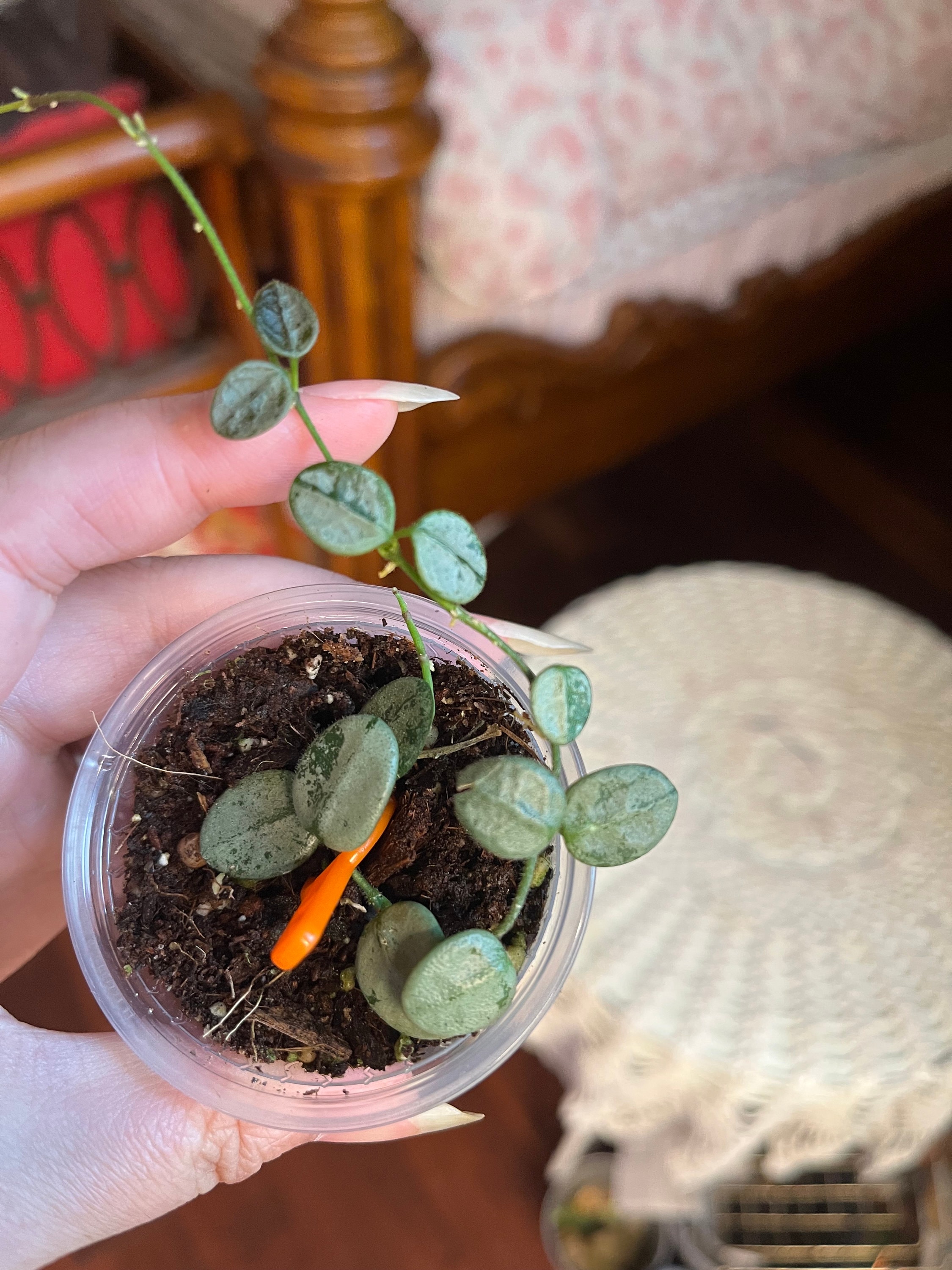 珍種　ホヤ セルペンス シルバー　Hoya Serpens Silver Hoya serpens (Silver) | 2-Inch – Hoya Treasures