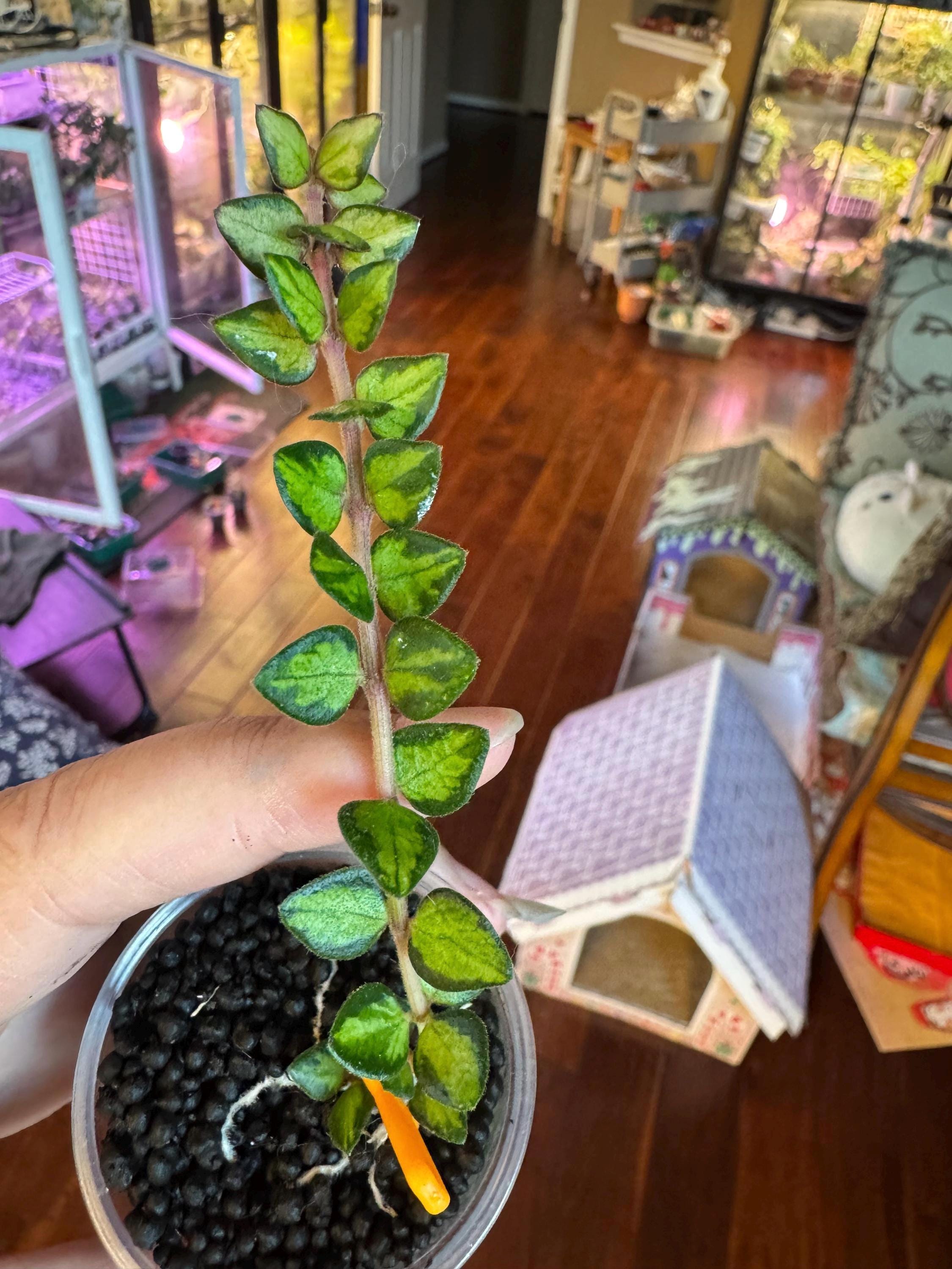 ホヤ チンフンゲンシス 斑入り Hoya chinghungensis ホヤ