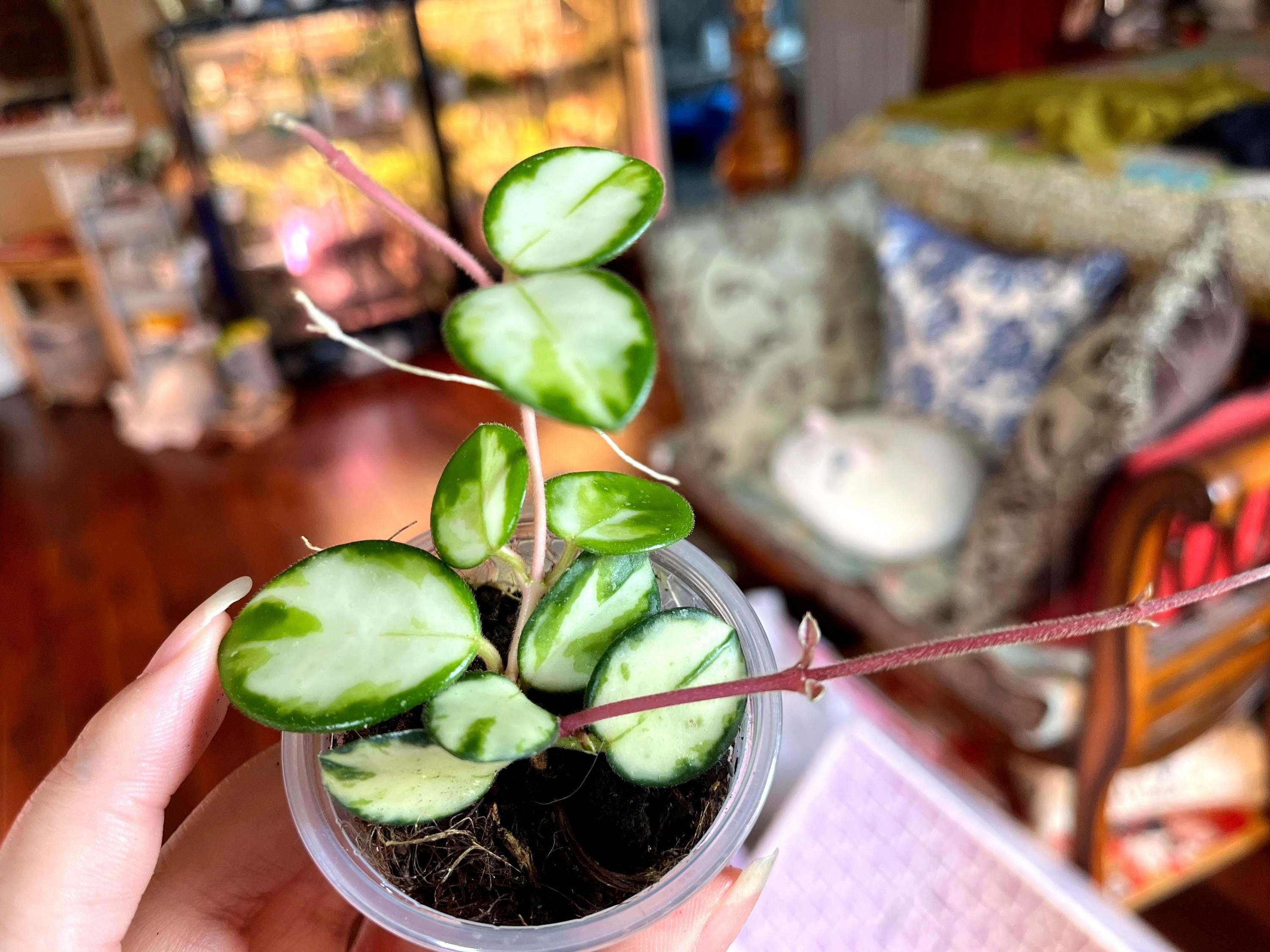 Hoya Mathilde Variegated - Etsy