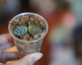 Dischidia sp Sulawesi UNROOTED cutting