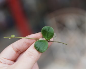 Hoya Obcordata cutting UNROOTED