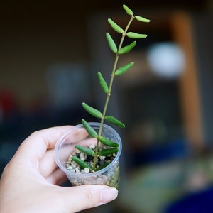 Bouture Hoya Pyrifolia NON RACINE - 3 noeuds