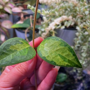 Hoya Dennisii Frida UNROOTED - Etsy
