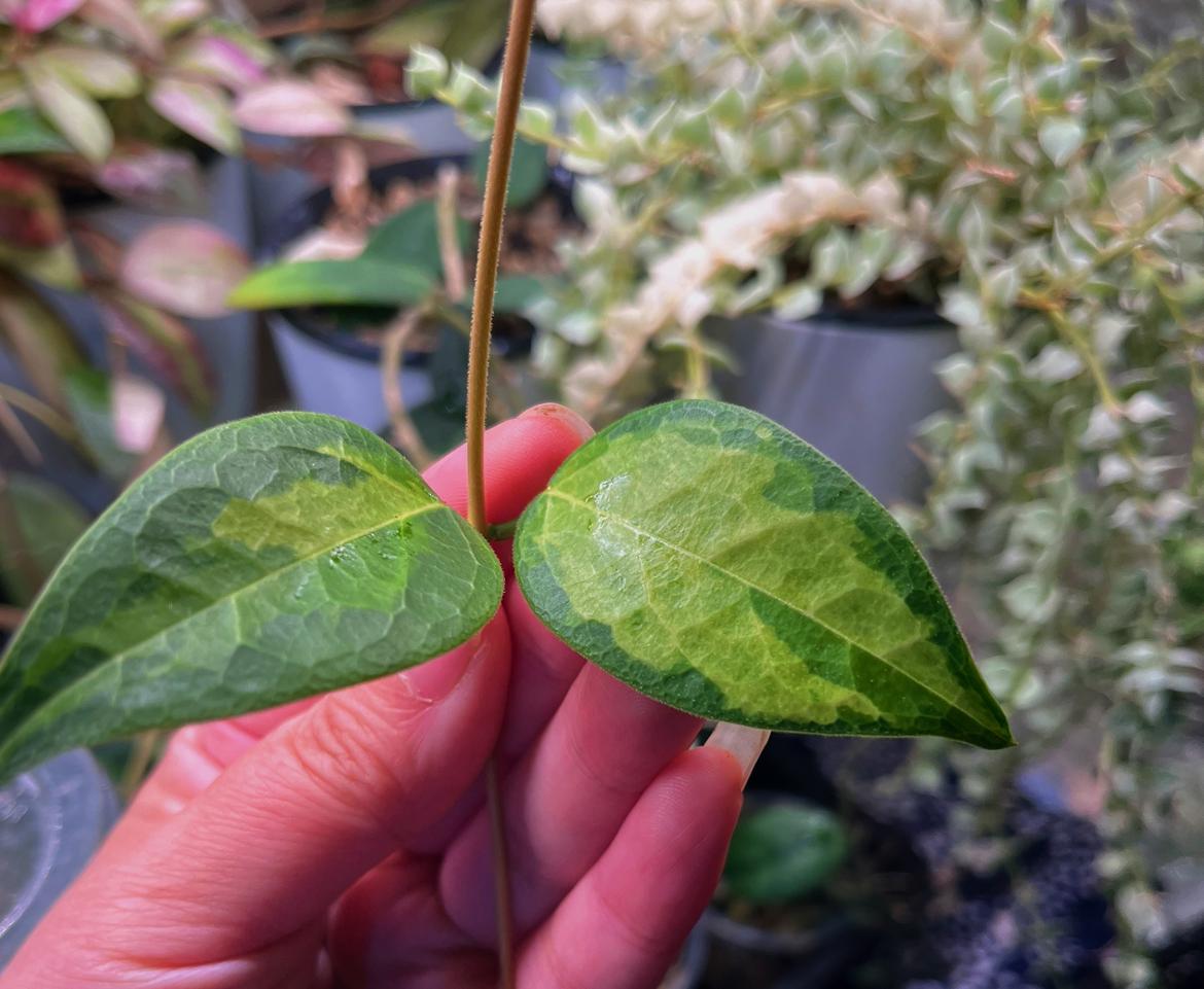 Hoya Dennisii Frida UNROOTED - Etsy