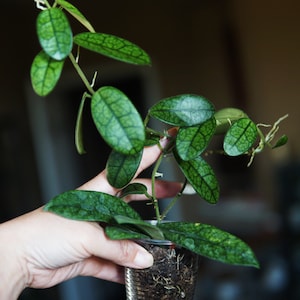 May include: A small green houseplant with variegated leaves growing in a clear plastic cup. The plant is being held by a hand.