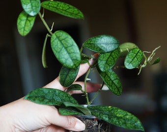 Hoya Lyi NOID UNROOTED Cutting