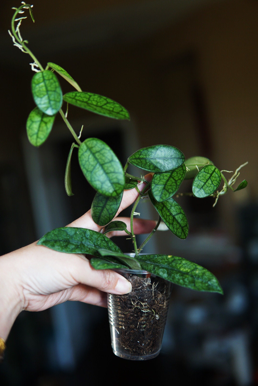 Hoya Lyi NOID UNROOTED Cutting - Etsy