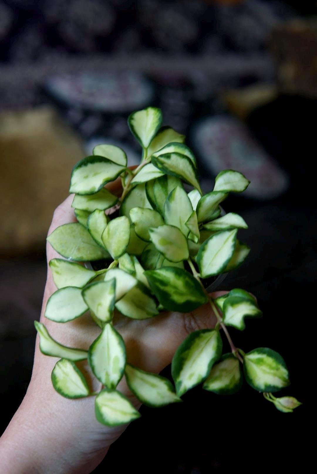 Hoya Heuschkeliana Variegata -EXACT PLANT - Etsy