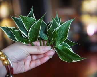 US Seller - Hoya Polyneura Splash 'jasminka' Variegated Unrooted