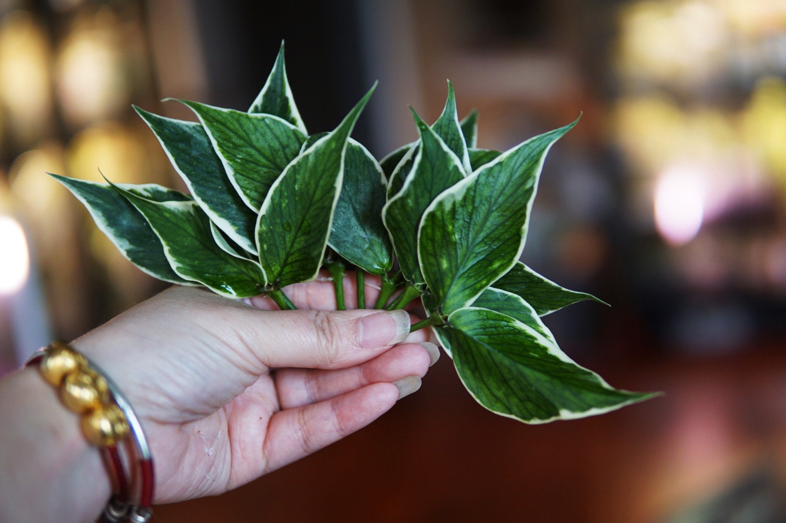 Hoya Polyneura Jasminka - Etsy display picture 1