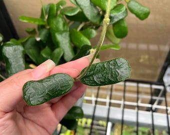 Hoya Rotundiflora Unrooted Cutting