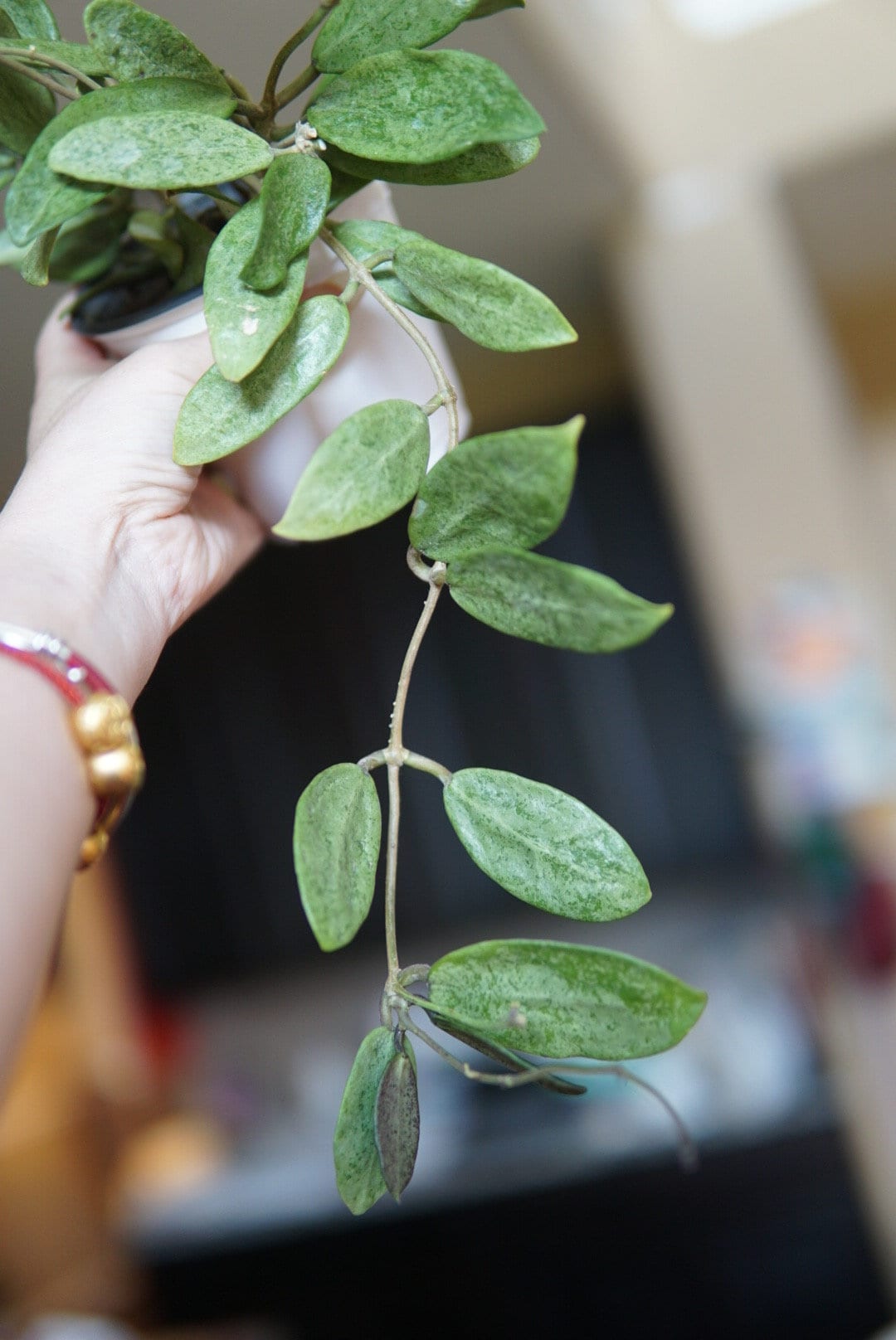 Hoya Silver Lady Cutting UNROOTED - Etsy
