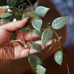 Hoya Lacunosa Moonlight UNROOTED cutting Bild 3