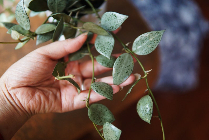 Hoya Lacunosa Moonlight UNROOTED cutting Bild 3