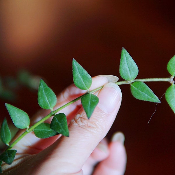 Hoya Longicalyx UNROOTED