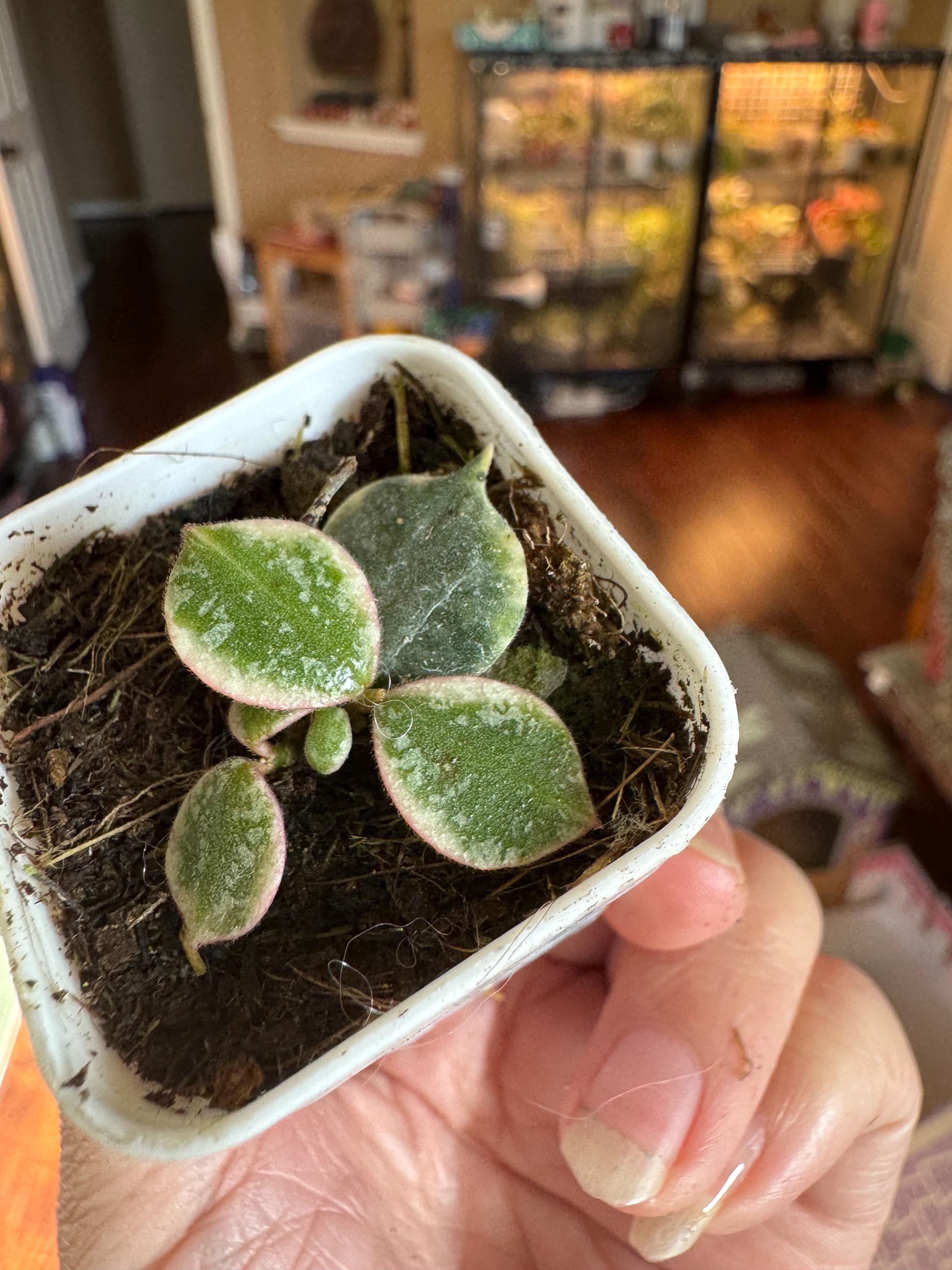 Variegated Hoya Curtisii - Etsy